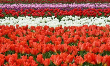 75.000 tulipani in fiore