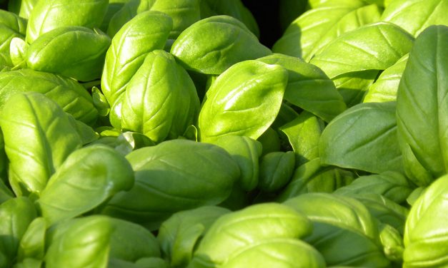 IL BASILICO STENTA A CRESCERE?