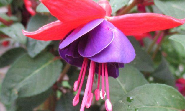 LA BELLEZZA DELLA FUCSIA