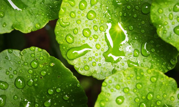 DOPO UN ACQUAZZONE…CHE SUCCEDE ALLE NOSTRE PIANTE?
