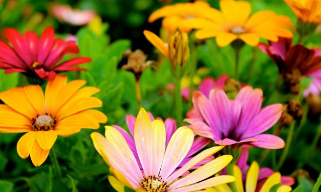 I FIORI DELL’ESTATE