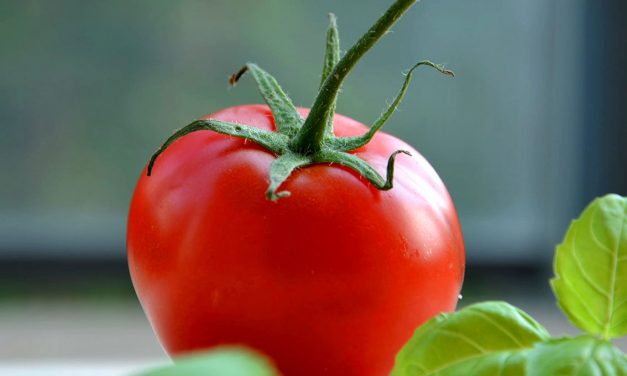 LA RIVOLUZIONE DEL POMODORO