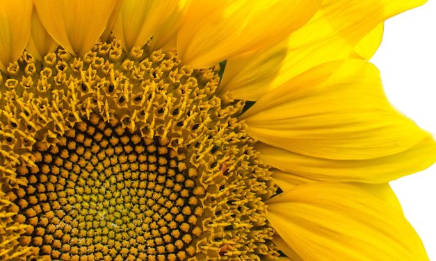 IL GIRASOLE: UN FIORE INCREDIBILE