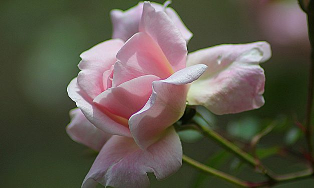 MOLTIPLICHIAMO UNA ROSA PER TALEA
