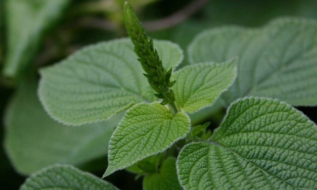 I PROBLEMI DELLA SALVIA