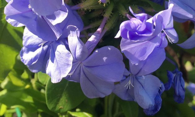 IL GELSOMINO AZZURRO