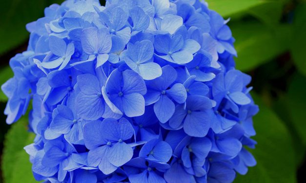 RACCOGLIAMO LE ORTENSIE