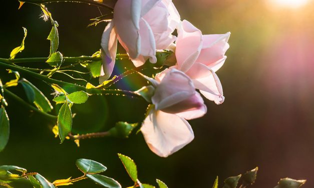 PENSIAMO ORA ALLE PROSSIME ROSE