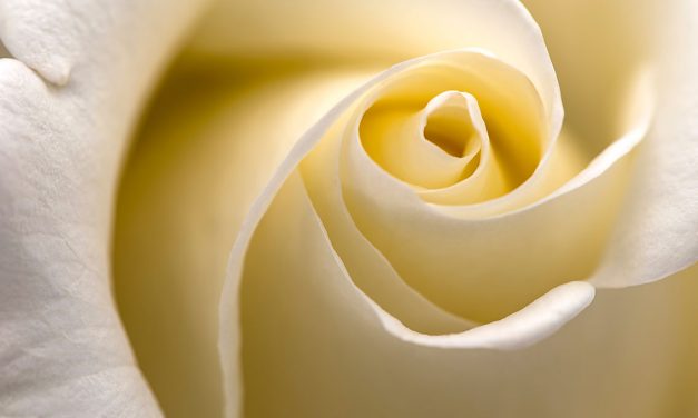 SE LE ROSE SOFFRONO…
