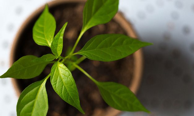 TORNIAMO A PENSARE AL VERDE DI CASA