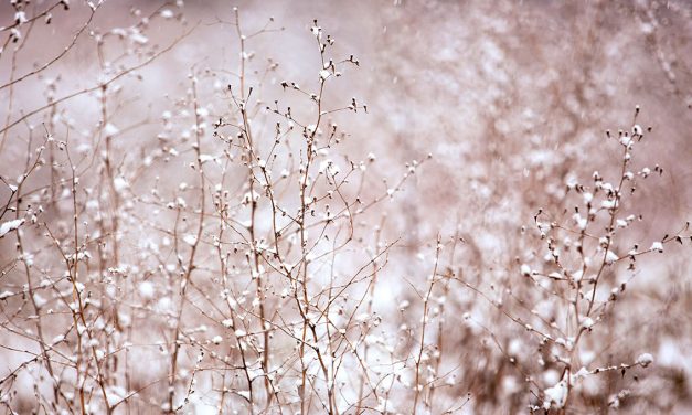 PREPARIAMO LE NOSTRE PIANTE ALL’INVERNO