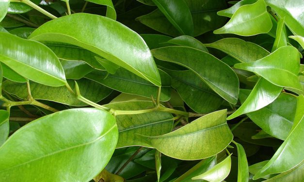 IL POSTO GIUSTO PER IL FICUS