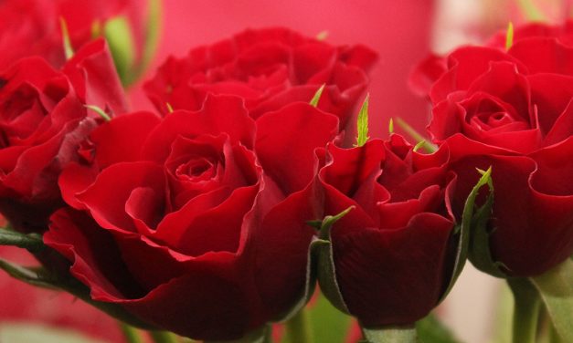 PERCHE’ SAN VALENTINO NON APPASSISCA SUBITO