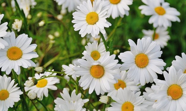 VOGLIA DI PRIMAVERA
