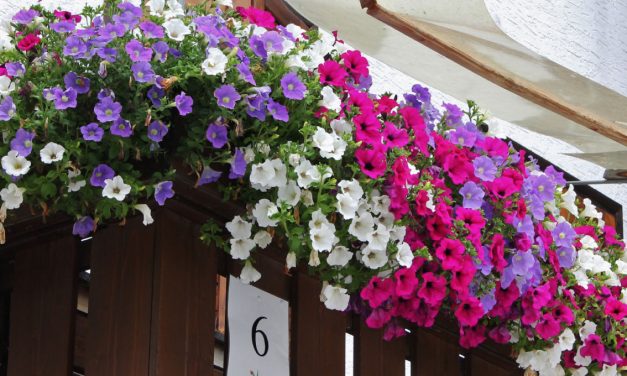 IN FIORE ANCHE IN INVERNO