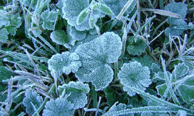 TANTA VOGLIA DI PRIMAVERA