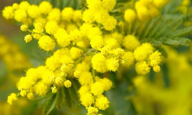 ANTICIPO DI PRIMAVERA
