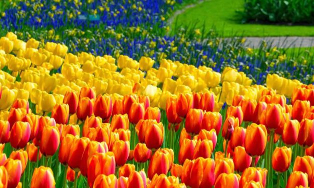 UN GIARDINO DI TULIPANI