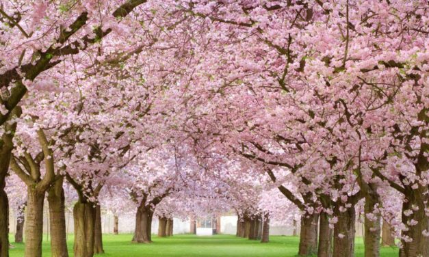 UNA PRIMAVERA INASPETTATA