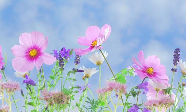 Come la Vispa Teresa tra i fiori
