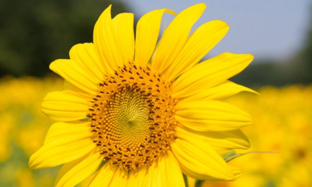 Girasole, un fiore alieno
