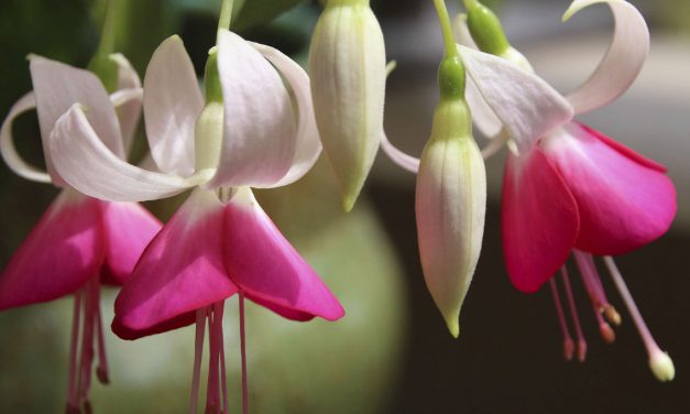 Un fiore per i balconi in ombra