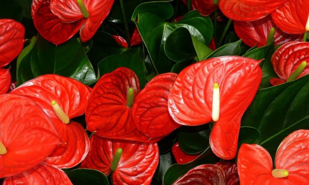 L’anturio in fiore