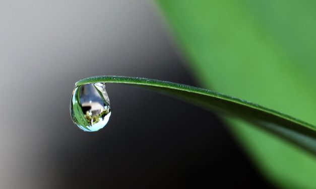 Acqua solo quanto basta