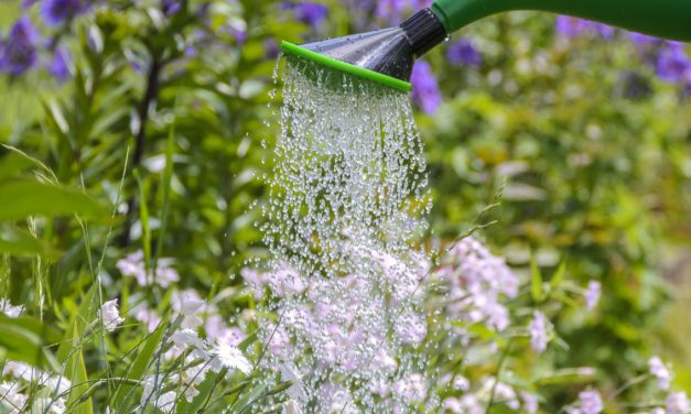 Poca acqua e tante cure