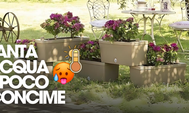 Tanta acqua e poco concime
